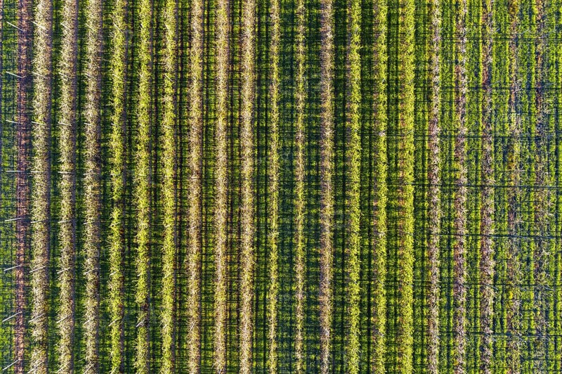 Apple plantation from above
