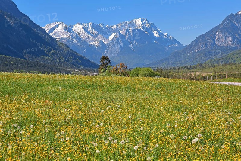 Spring meadow against the Zugspitze massif in the Wetterstein Mountains