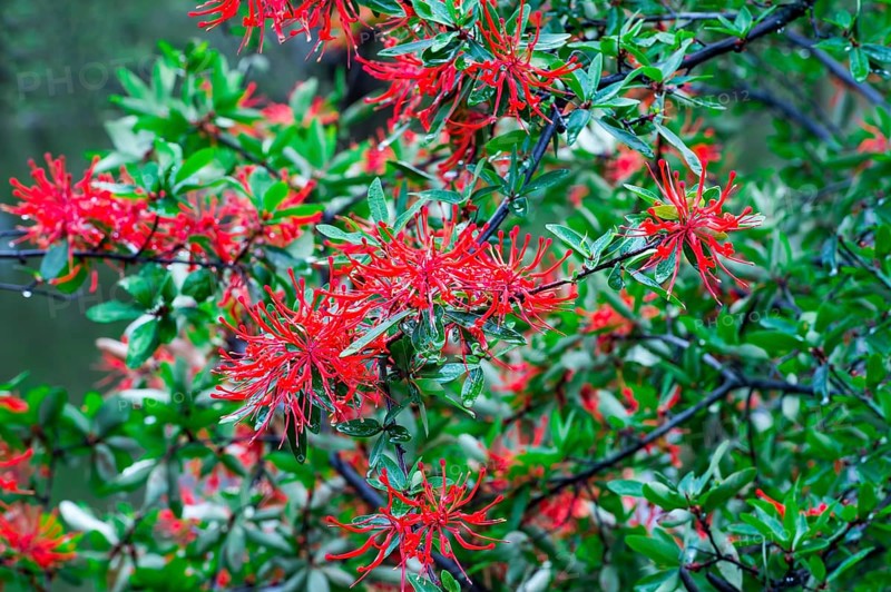 Chilean firebush or Notro