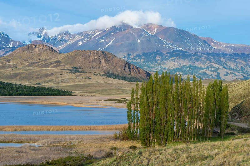 Poplar trees in front of the Andes