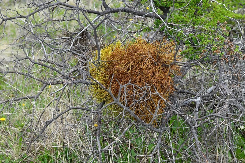 Orange colored lichen growing on a tree