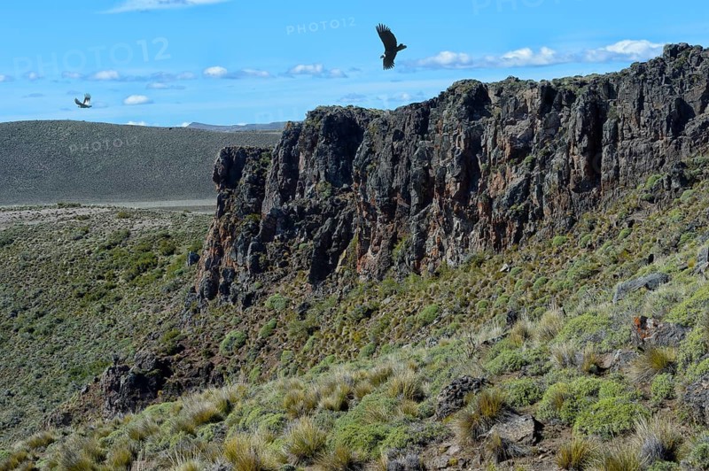 Andean Condor