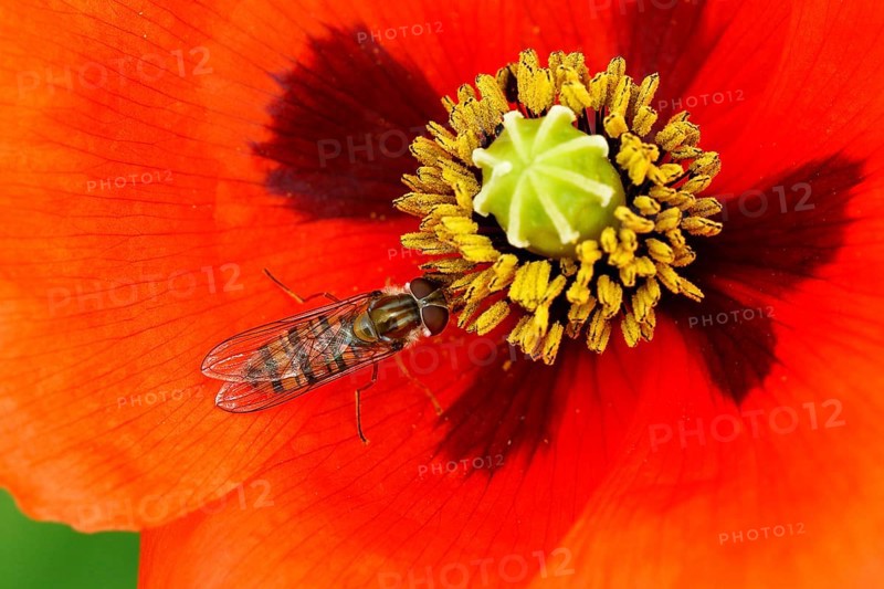 Marmalade hoverfly