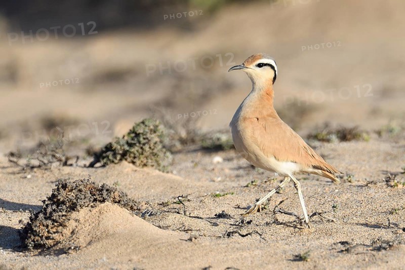 Racing bird