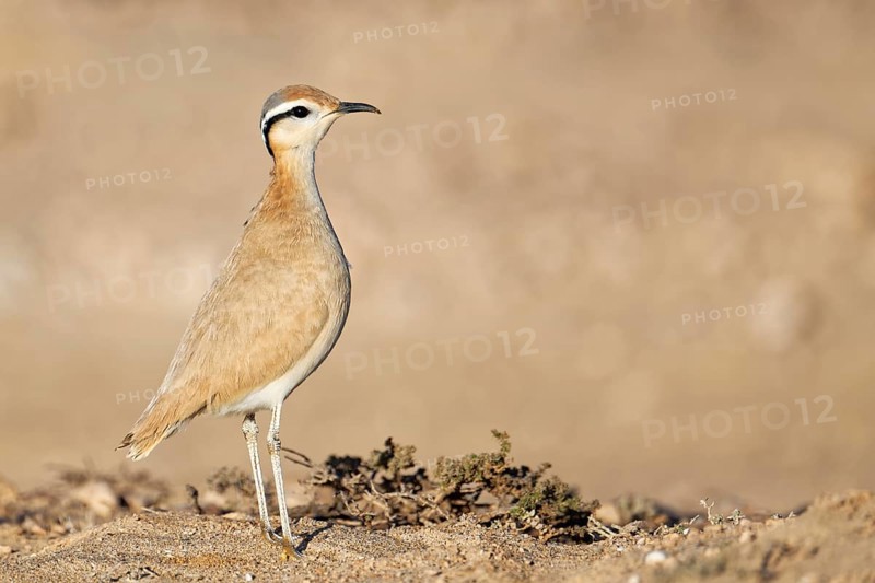 Racing bird