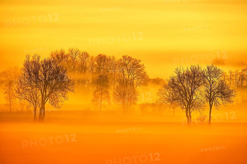 Meadows and trees in early fog