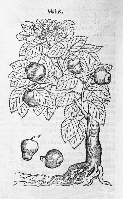 Apple tree