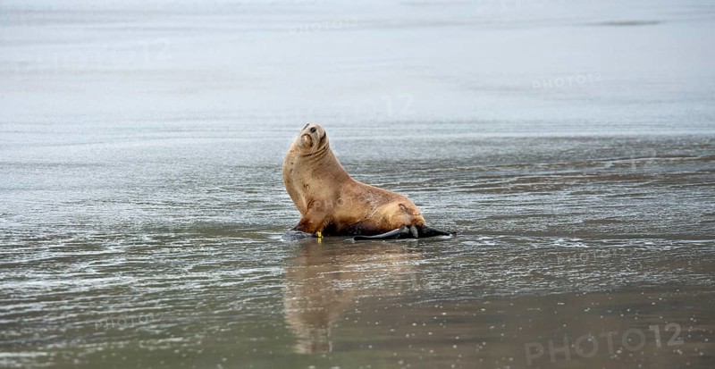 New Zealand sea lion