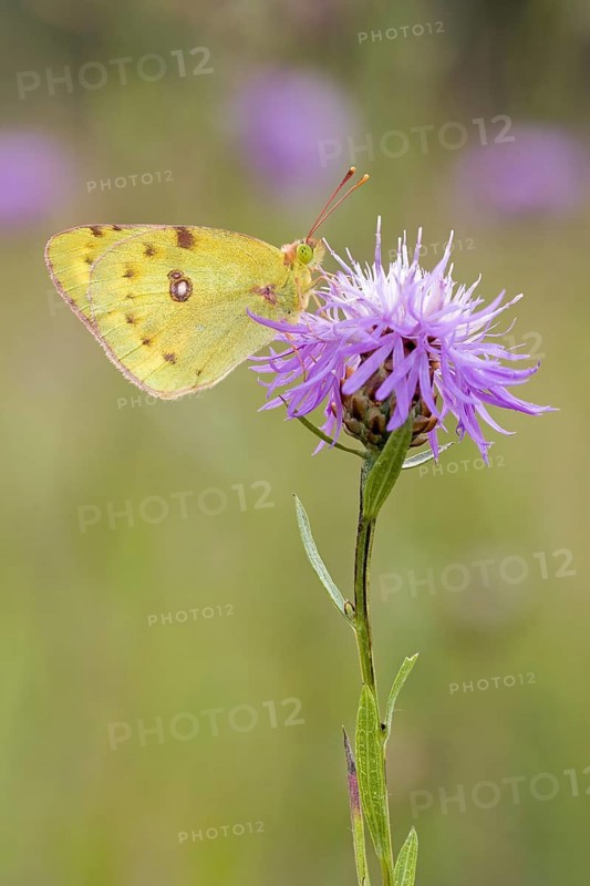 Berger's clouded yellow