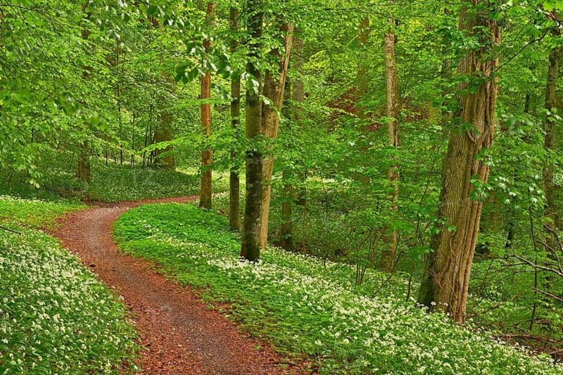 Hiking trail through Common beeches forest