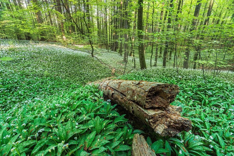 Flowering Ramsons