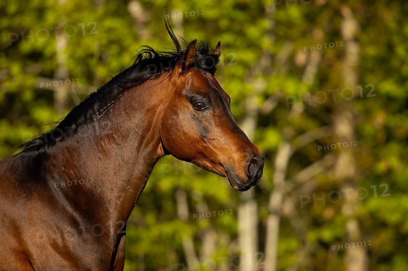 Portrait of a brown thoroughbred Arabian stallion in the pasture