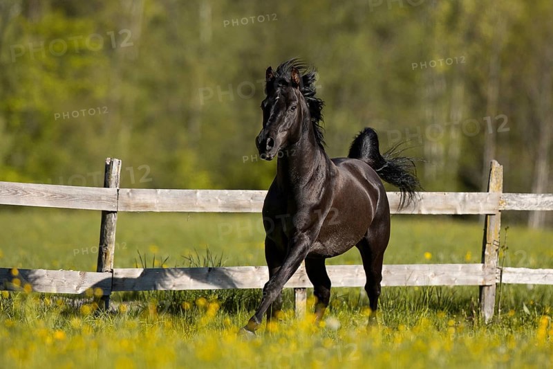 Thoroughbred Arabian black stallion in spring on the pasture
