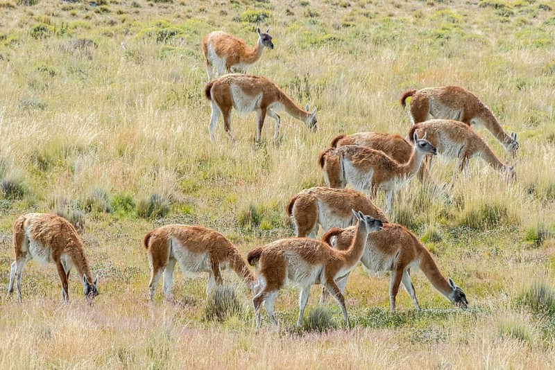 Guanacos