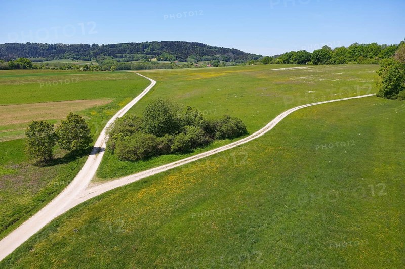 Fork in meadow with bushes