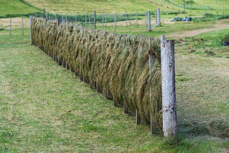 Hay hung to dry