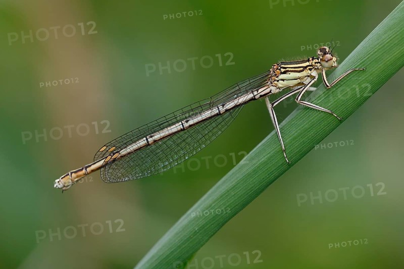 White-legged damselfly
