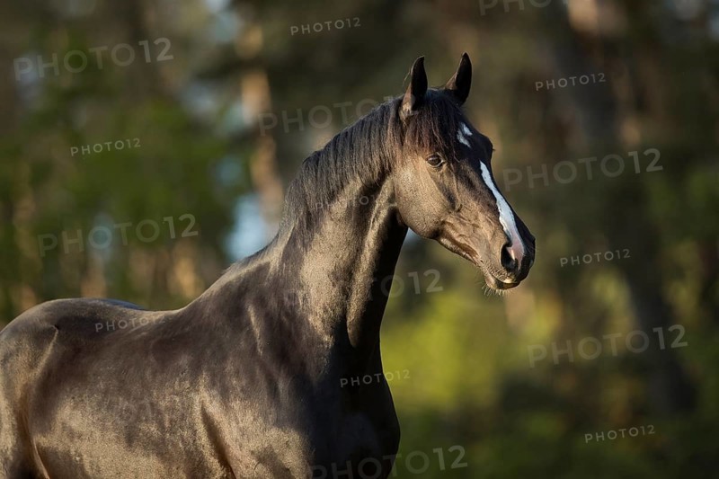 Warmblood gelding black black in portrait on the pasture