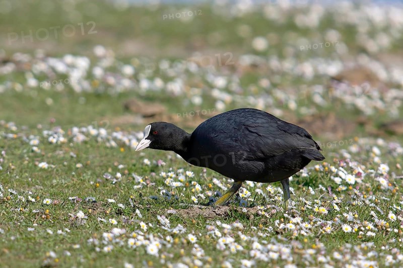 Common coot