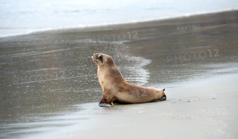 New Zealand sea lion