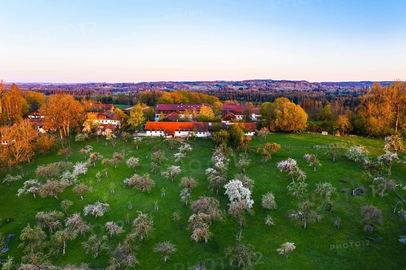 Flowering fruit plantation