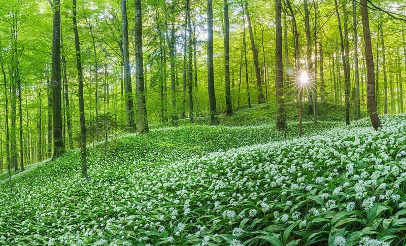 Flowering Ramsons
