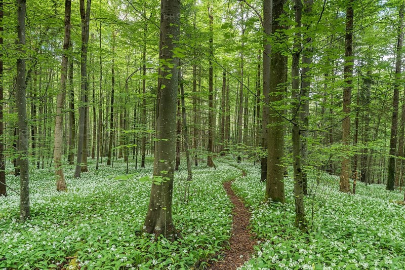Blooming Ramsons