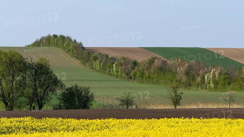 Cultural landscape with flowering Rapefield