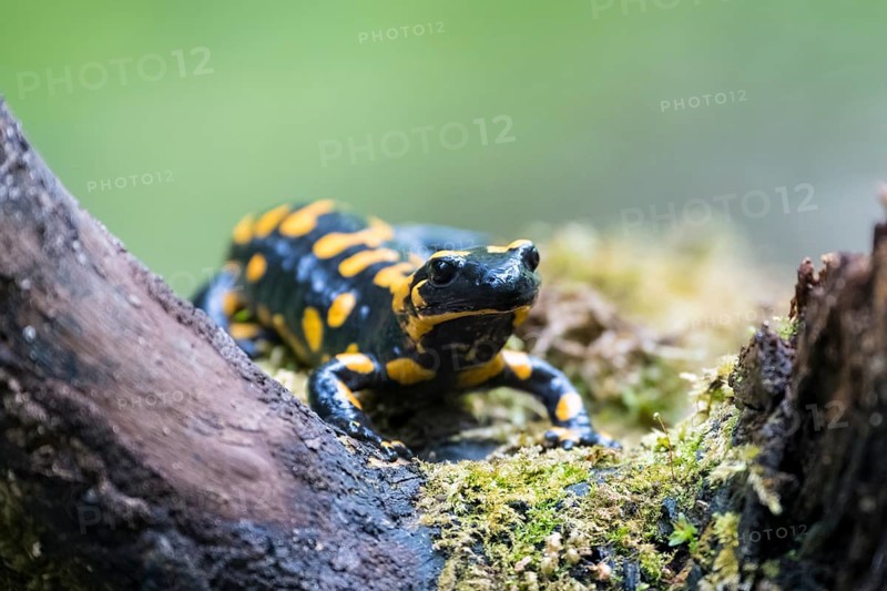 Fire salamander