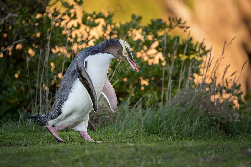 Yellow-eyed penguin