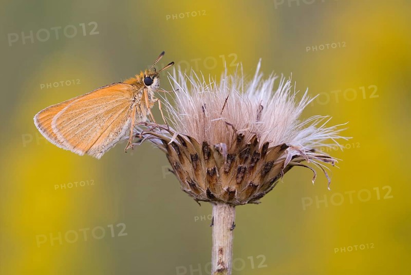 Brownheaded butterfly