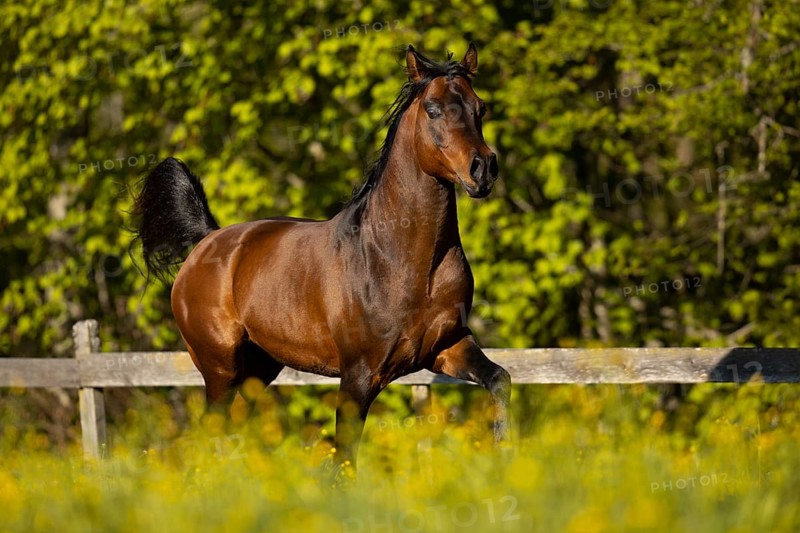 Brown thoroughbred Arabian stallion on the pasture in spring