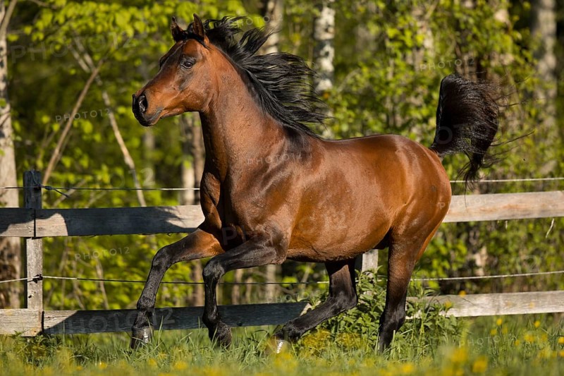 Brown thoroughbred Arabian stallion on the pasture in spring