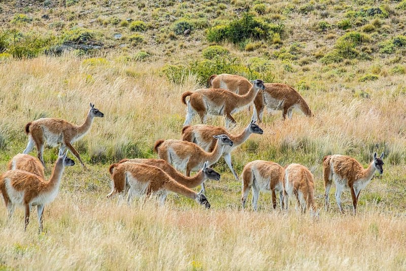 Guanacos