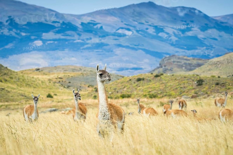 Guanacos