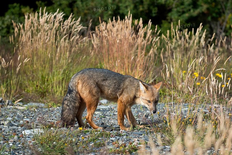 Andean fox