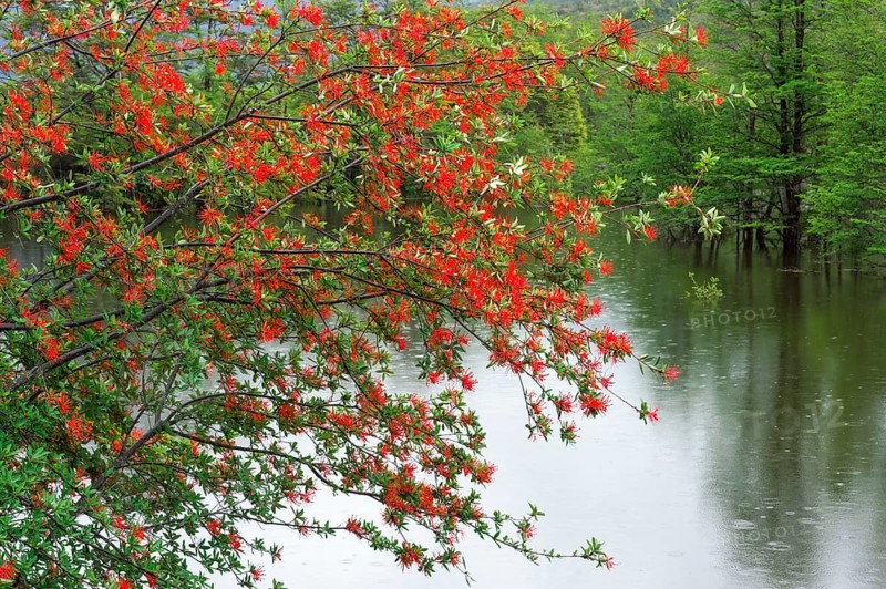 Chilean firebush or Notro