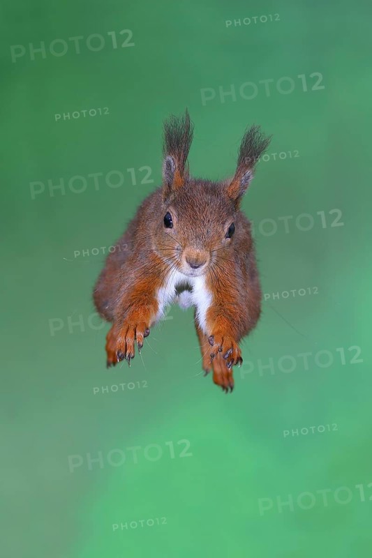 Eurasian red squirrel