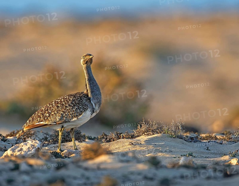 Houbara bustardmales
