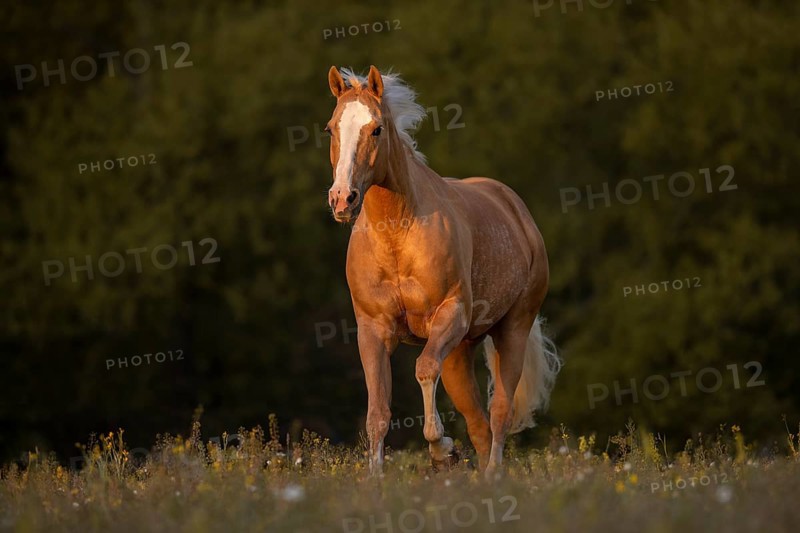 Quarter Horse mare Palomino at a gallop in the pasture
