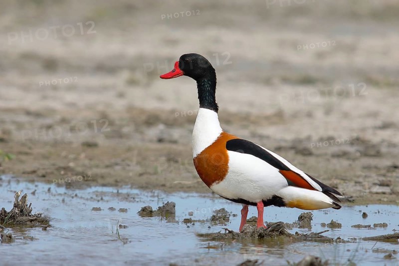 Common shelduck