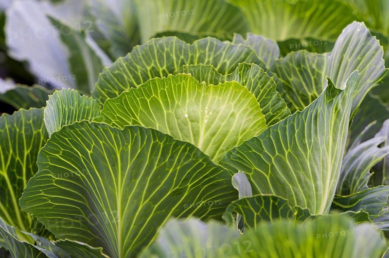 White cabbage