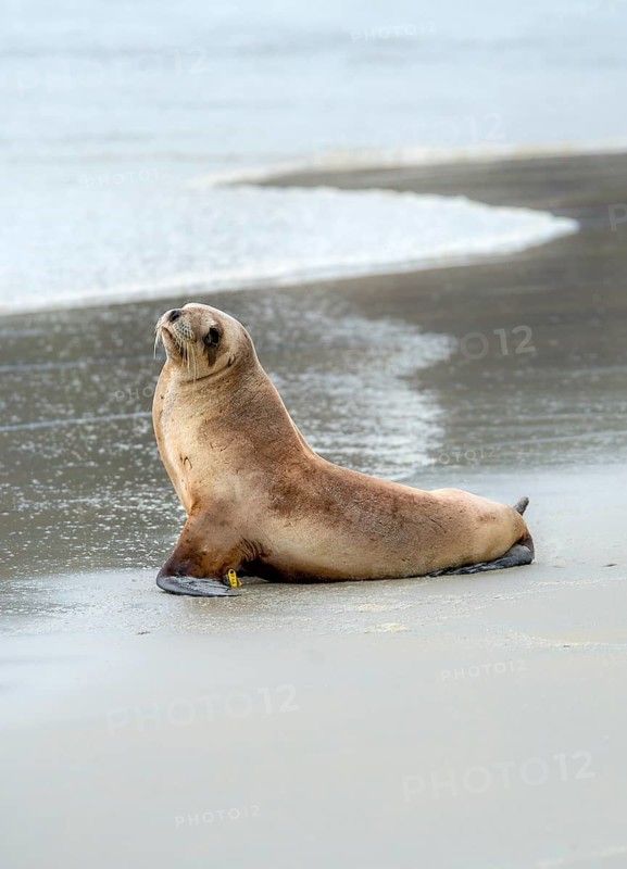 New Zealand sea lion