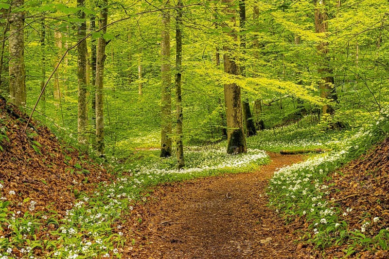 Hiking trail through Common beeches forest