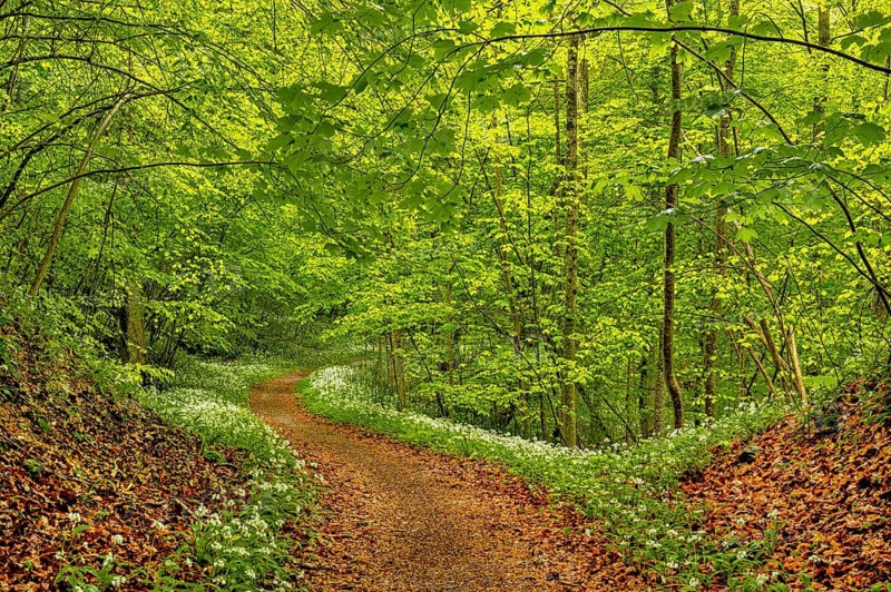 Hiking trail through Common beeches forest