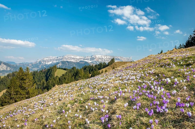Meadow with flowering purple Crocus