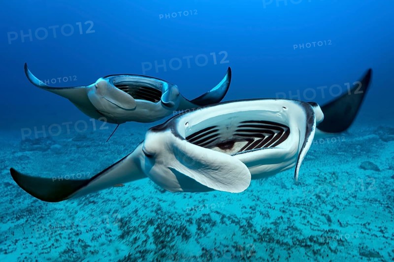 Two Reef manta rays