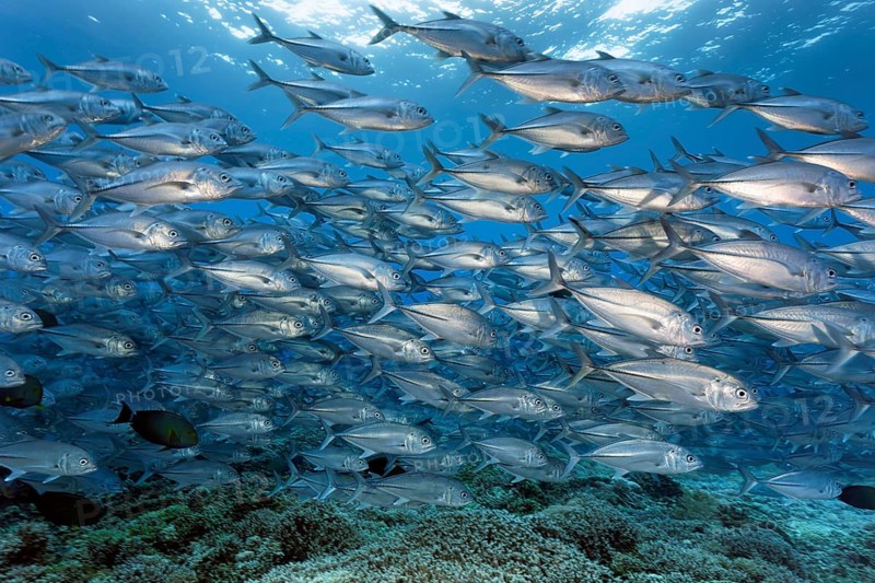 Swarm of fish Bigeye trevallies