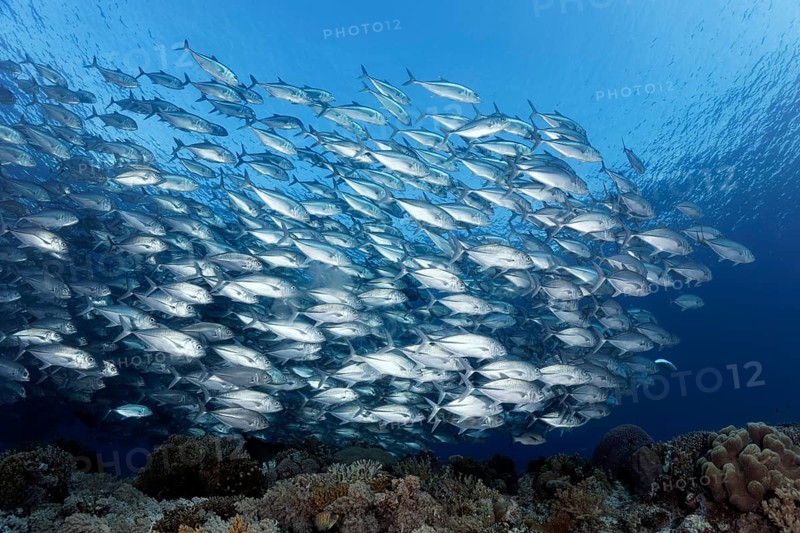 Swarm of fish Bigeye trevallies