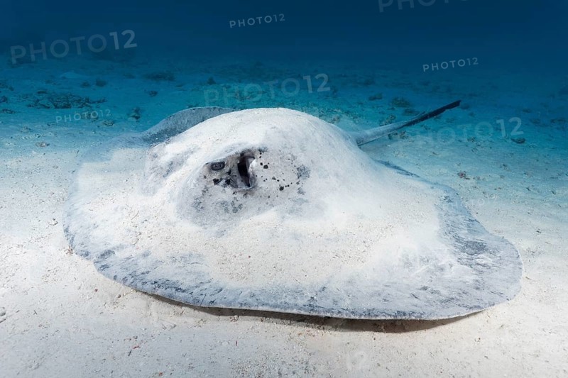 Blackspotted stingray or